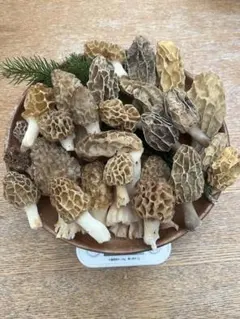 ✓本州四国九州はクール便送料無料✓新鮮天然 アミガサタケ270g③
