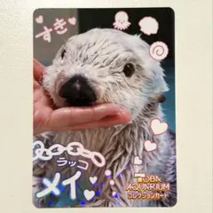 レア 鳥羽水族館 コレクションカード ニコイチカード ラッコ メイ キラ