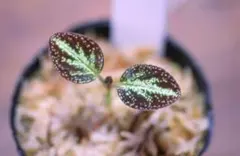 2025年最新】ソネリラの人気アイテム - メルカリ