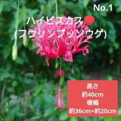 No.1【枝振り良好♪】ハイビスカス(フウリンブッソウゲ)♥️40 36×20のサムネイル