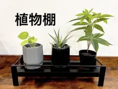 植物棚