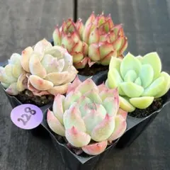 NEW❗️683多肉植物 エケベリア ワンサ 抜き苗 寄せ植え 4苗セット