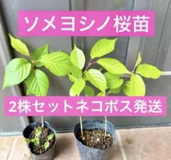 ソメイヨシノ桜　抜き苗2株セット　２年目　ネコポス発送のサムネイル