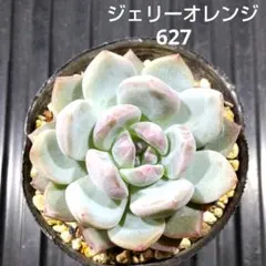 ジェリーオレンジ 627 エケベリア 多肉植物 抜き苗