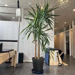 【引き取り限定・春日部市】大型 ユッカ（青年の木）高さ約2メートル観葉植物のサムネイル