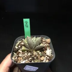 2025年最新】皇冠 アガベの人気アイテム - メルカリ