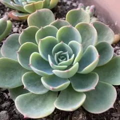 2025年最新】多肉 七福神 抜き苗の人気アイテム - メルカリ