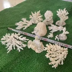 2025年最新】白サンゴ 置物の人気アイテム - メルカリ