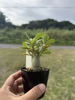 2025年最新】塊根植物の人気アイテム - メルカリ
