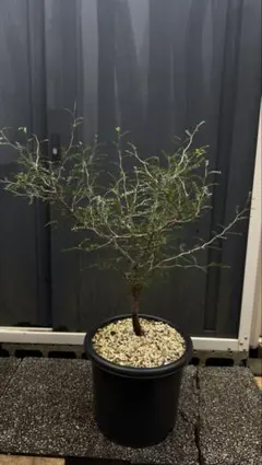 オペルクリカリア パキプス 実生10年　塊根植物 コーデックス
