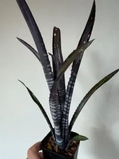 2026年最新】タンクブロメリアの人気アイテム - メルカリ