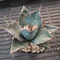 2026年最新】チタノタ 悪魔くんの人気アイテム - メルカリ