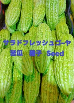 ハヤトウリ 隼人瓜 種 1個 ※無農薬 - メルカリ