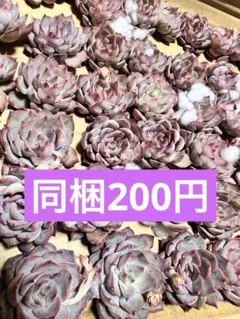 きなこちゃん様 リクエスト 4点 まとめ商品