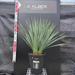 2026年最新】ユッカロストラータ ダブルヘッドの人気アイテム - メルカリ
