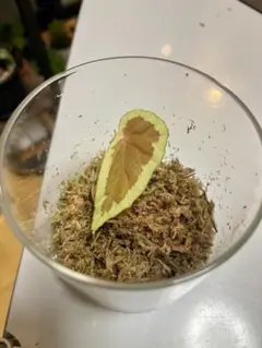 Begonia baramensis 原種ベゴニア バラメンシス ③