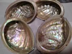 螺鈿細工用 アワビ貝 18枚セット 工芸素材 - メルカリ