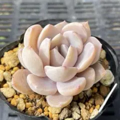 2026年最新】シャビアナ 多肉の人気アイテム - メルカリ