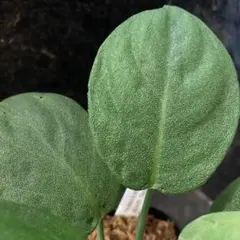 熱帯植物　LA便　ホマロメナ　ペクサ　毛ホマ 熱帯植物 LA便 ホマロメナ ペクサ 毛ホマ - メルカリ