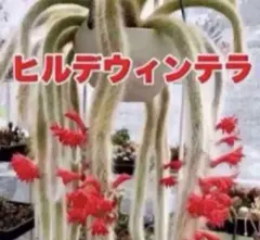 こちゃひ様 リクエスト 2点 まとめ商品