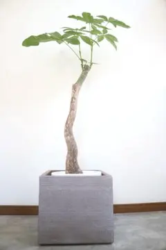 実生パキラ パラソル仕立て 39｜すらっと伸びた枝ぶりが美しい一株 