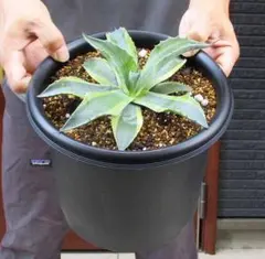 2025年最新】オバティフォリア オルカの人気アイテム - メルカリ