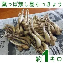 安心らっきょう2キロ おまけ唐辛子4本 甘夏4キロ、すなまみ専用です