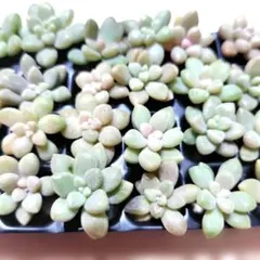 多肉植物　多肉弁当　多肉寄せ植え　多肉詰め合わせ　多肉カット苗　多肉セット苗