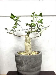 ハマヒサカキ 盆栽 観葉植物 鉢植え 小品 琉球盆栽 - メルカリ