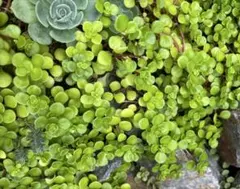 セダム 覆輪(斑入り)丸葉万年草 - メルカリ