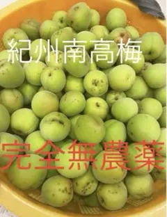 【農薬不使用】　大きめ　5/23（土）収穫、即予定　南高梅　産地直送　もぎたて 農薬不使用】 大きめ 5/23（土）収穫、即予定 南高梅 産地直送