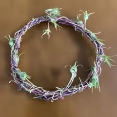 あさがおの天然素材 リース土台 直径約18cm ハンドメイド