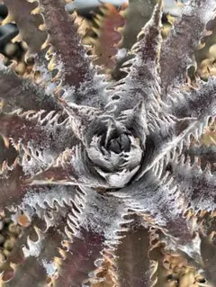 ディッキア ソミスライツ Dyckia Somis Lights - メルカリ