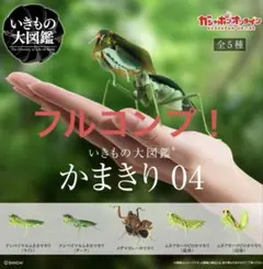 2026年最新】ナンベイマルムネカマキリの人気アイテム - メルカリ