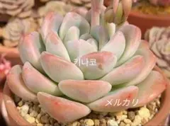 血斑入りアリエル 韓国苗 葉挿し 多肉植物 血しぶき - メルカリ