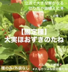 大実✨ホオズキ【固定種】大実ほおずきの種25粒　切り花用　無消毒種子　多年草