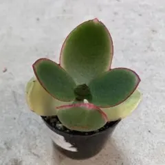 多肉植物 金のなる木黄金花月抜き苗 - メルカリ