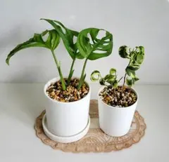 2026年最新】観葉植物 モンステラ・ポトスの人気アイテム - メルカリ