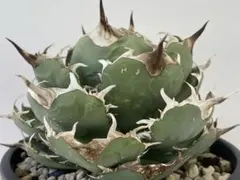 狼牙 子株3株 アガベ チタノタ オテロイ coyote plants - メルカリ