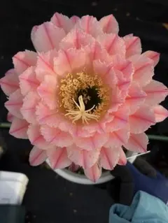 多肉植物　花サボテン　大輪咲　3-03 多肉植物 花サボテン 大輪咲 MH-023 - メルカリ