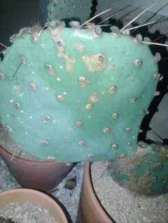 輸入苗 Opuntia polyacantha Linz オプンチア サボテン 輸入苗 Opuntia polyacantha Linz オプンチア サボテン - メルカリ