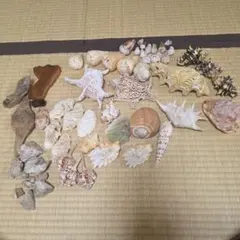 天然貝殻 まとめ売り インテリア シェル コレクション（商品番号36） 天然貝殻 まとめ売り インテリア シェル コレクション（商品番号36