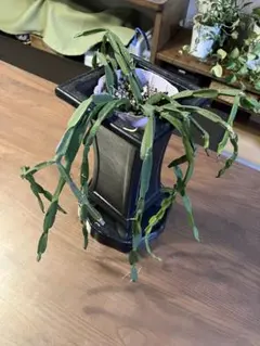 2025年最新】リプサリス パラドクサの人気アイテム - メルカリ