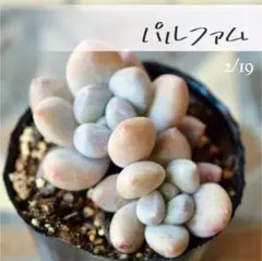 buchi様 リクエスト 3点 まとめ商品