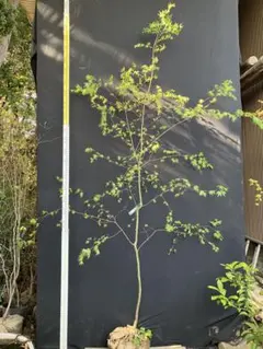超逸品。美斑紋 山採りイロハモミジ3.0M(鉢底から)◎シンボルツリー
