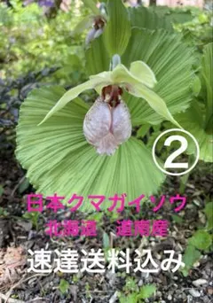 2026年最新】日本クマガイソウの人気アイテム - メルカリ