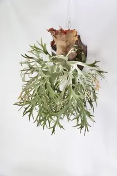 ビカクシダ　ウィリンキー　月光爪哇 コラム】 ビカクシダ 2つの'ムーンライト'と'月光'（月光爪哇