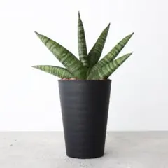 ブ*ー様 貴重種 サンスベリア アンゴラ Sansevieria sp. Ang - メルカリ