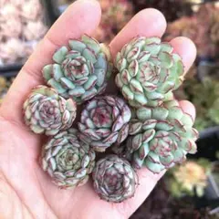 7個セット　リトルレッドボート　エケベリア　多肉植物
