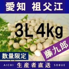 2026年新物 藤九郎 銀杏 祖父江産 3L 8kg - メルカリ